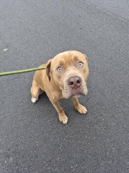 Pen 105 -  Pit Bull Terrier Dog for Adoption in Lawrenceville, Georgia - Pen 105 | PetCurious