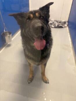 German Shepherd Dog Dogs Available for Adoption in New Kensington, Pennsylvania - Zoey | PetCurious