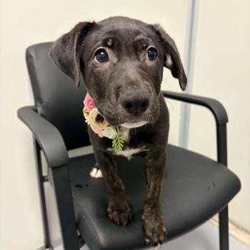 Destiny -  German Shepherd Dog and Pit Bull Terrier Dog for Adoption in Concord, North Carolina - Destiny | PetCurious