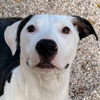 Rescue Pit Bull Terrier Dogs for Adoption in Jefferson, Wisconsin - Fishtail | PetCurious