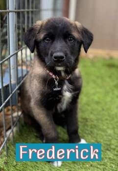 Turkish Kangal and Shepherd Dogs Available for Adoption - Fredrick | PetCurious
