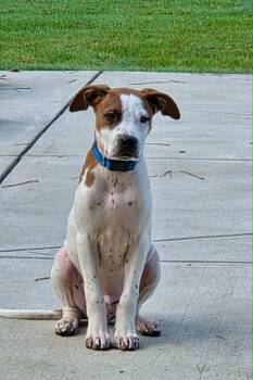 HANK - Needs a Foster or Adopter -  English Pointer and Terrier Dog for Adoption in Largo, Florida - HANK - Needs A Foster Or Adopter | PetCurious