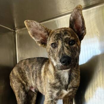Rescue Australian Shepherd and Mixed Breed Dogs for Adoption in Cumming, Georgia - Jupiter 21071 | PetCurious
