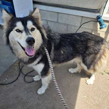 HONEY -  Siberian Husky Dog for Adoption in Long Beach, California - HONEY | PetCurious