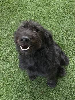 Labrador Retriever and Poodle Dogs Available for Adoption - BART | PetCurious