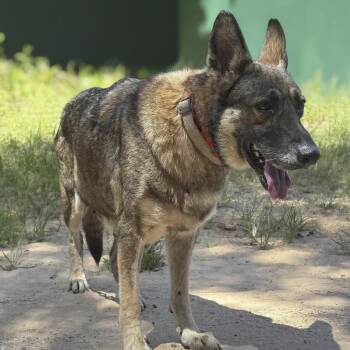 Lulu GSD -  German Shepherd Dog Dog for Adoption in Caldwell, Texas - Lulu GSD | PetCurious