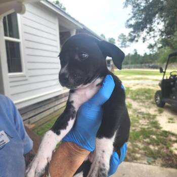 Aldi -  Mixed Breed Dog for Adoption in Freeport, Florida - Aldi | PetCurious