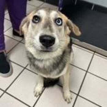 Allie -  Shepherd and Mixed Breed Dog for Adoption in Tampa, Florida - Allie | PetCurious