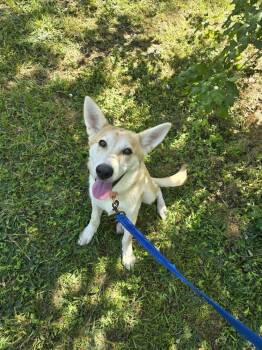 Oatmeal -  Husky Dog for Adoption in Candler, North Carolina - Oatmeal | PetCurious
