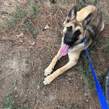 Cassie -  Belgian Shepherd Malinois Dog for Adoption in Haslet, Texas - Cassie | PetCurious