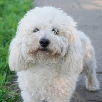 Poodle and Bichon Frise Dogs Available for Adoption - SID | PetCurious