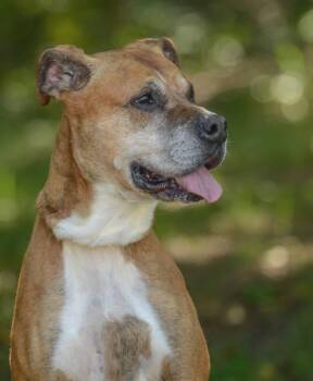 Lilo -  American Bulldog Dog for Adoption in Brick Township, New Jersey - Lilo | PetCurious