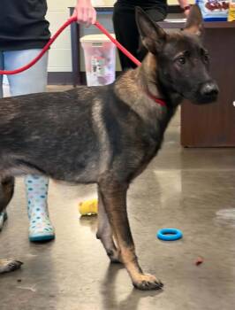 Bryar - Located in Georgia -  Belgian Shepherd Malinois and German Shepherd Dog Dog for Adoption in Imlay City, Michigan - Bryar - Located In Georgia | PetCurious