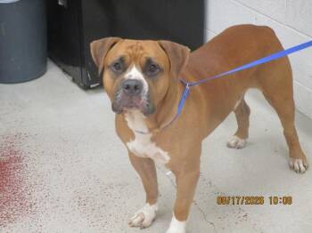 Captain(21) -  Boxer and Mastiff Dog for Adoption in Marietta, Georgia - Captain(21) | PetCurious