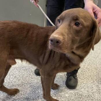 Chocolate Labrador Retriever Dogs Available for Adoption - Reese | PetCurious