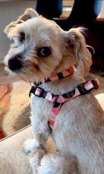 Gidget -  Maltese and Terrier Dog for Adoption in Seattle, Washington - Gidget | PetCurious