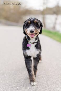 Bernese Mountain Dog and Standard Poodle Dogs Available for Adoption in Drumbo, Ontario - Persephone | PetCurious