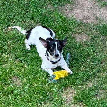 Oreo -  Jack Russell Terrier Dog for Adoption in Toronto, Ontario - Oreo | PetCurious