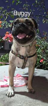Pug Dogs Available for Adoption - Bougie | PetCurious