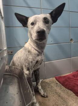 Australian Cattle Dog Blue Heeler and Mixed Breed Dogs Available for Adoption - OREO SAMSON | PetCurious