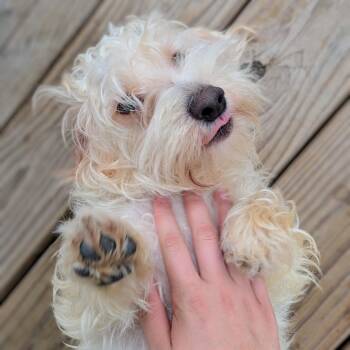 Dachshund and Maltese Dogs Available for Adoption in Houston, Texas - Linus The Kid | PetCurious