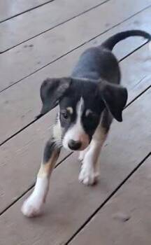 Turtle -  Bluetick Coonhound Dog for Adoption in Colorado Springs, Colorado - Turtle | PetCurious