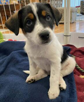 Australian Cattle Dog Blue Heeler and German Shepherd Dog Dogs Available for Adoption - Spiderman (Superhero Litter) | PetCurious