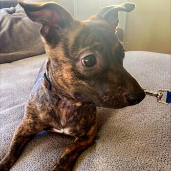 Dachshund and Terrier Dogs Available for Adoption - Candy | PetCurious