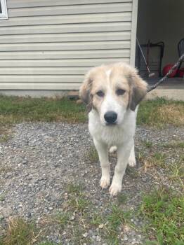 Rango -  Great Pyrenees and Mixed Breed Dog for Adoption in Mineral, Virginia - Rango | PetCurious