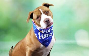 Rescue American Staffordshire Terrier and Mixed Breed Dogs for Adoption in Fort Lauderdale, Florida - ADORA | PetCurious