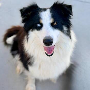 Border Collie Dogs Available for Adoption in Mead, Colorado - Luna | PetCurious