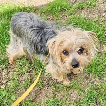 Yorkshire Terrier Dogs Available for Adoption in Schnecksville, Pennsylvania - PEPSI | PetCurious