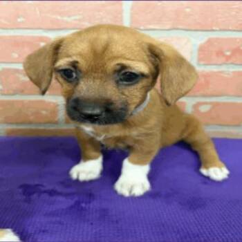 Rhett -  Chihuahua Dog for Adoption in Park Row, Texas - Rhett | PetCurious