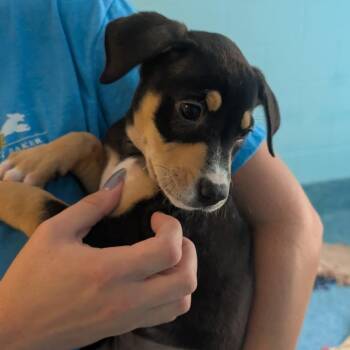 Mixed Breed Dogs Available for Adoption - Tansy | PetCurious