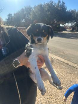 Chihuahua Dogs Available for Adoption - Maeve | PetCurious