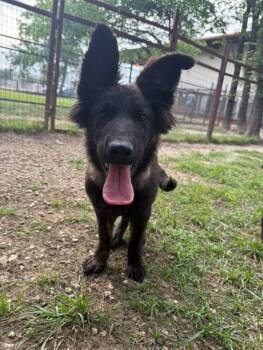 German Shepherd Dog Dogs Available for Adoption in Brookfield, Connecticut - Georgia | PetCurious