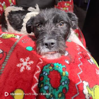 Terrier Dogs Available for Adoption in Georgetown, Texas - DIEGO | PetCurious