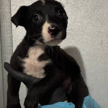 Rescue Border Collie and Mixed Breed Dogs for Adoption in Richmond, California - TAPELO | PetCurious
