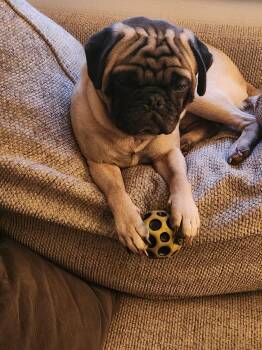 Pug Dogs Available for Adoption - Howie  | PetCurious