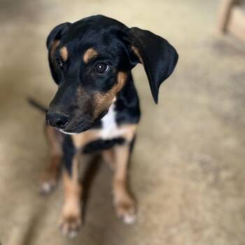 Shannon -  Mixed Breed Dog for Adoption in Brownsboro, Alabama - Shannon | PetCurious
