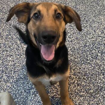 Violet -  German Shepherd Dog and Mixed Breed Dog for Adoption in Belleville, Illinois - Violet | PetCurious