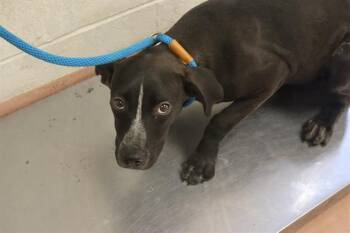 RAM -  Mixed Breed Dog for Adoption in Columbia, South Carolina - RAM | PetCurious