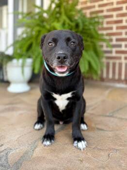 Woozy -  Border Collie and Corgi Dog for Adoption in Glocester, Rhode Island - Woozy | PetCurious
