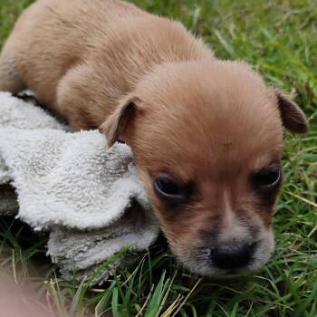 Mixed Breed Dogs Available for Adoption in Brenham, Texas - Zoe | PetCurious