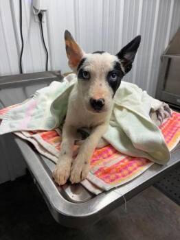 Rain -  Husky and Border Collie Dog for Adoption in Munfordville, Kentucky - Rain | PetCurious