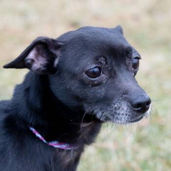 Chicklet -  Chihuahua and Terrier Dog for Adoption in Erie, Pennsylvania - Chicklet | PetCurious