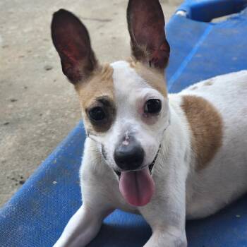 GiGi -  Rat Terrier Dog for Adoption in Athens, Alabama - GiGi | PetCurious