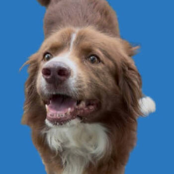 Rescue Mixed Breed and Australian Shepherd Dogs for Adoption in Lake Jackson, Texas - Kobe | PetCurious