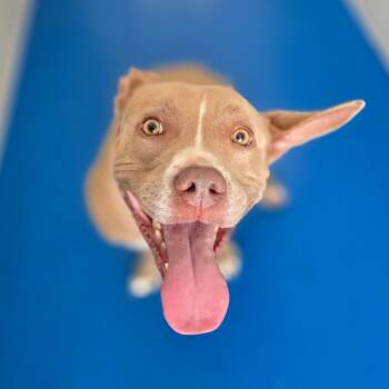 Rescue English Bulldog Dogs for Adoption in Lakeland, Florida - Chloe | PetCurious