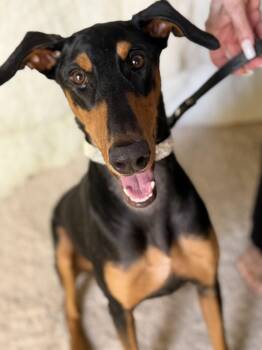 London -  Doberman Pinscher Dog for Adoption in Coachella, California - London | PetCurious